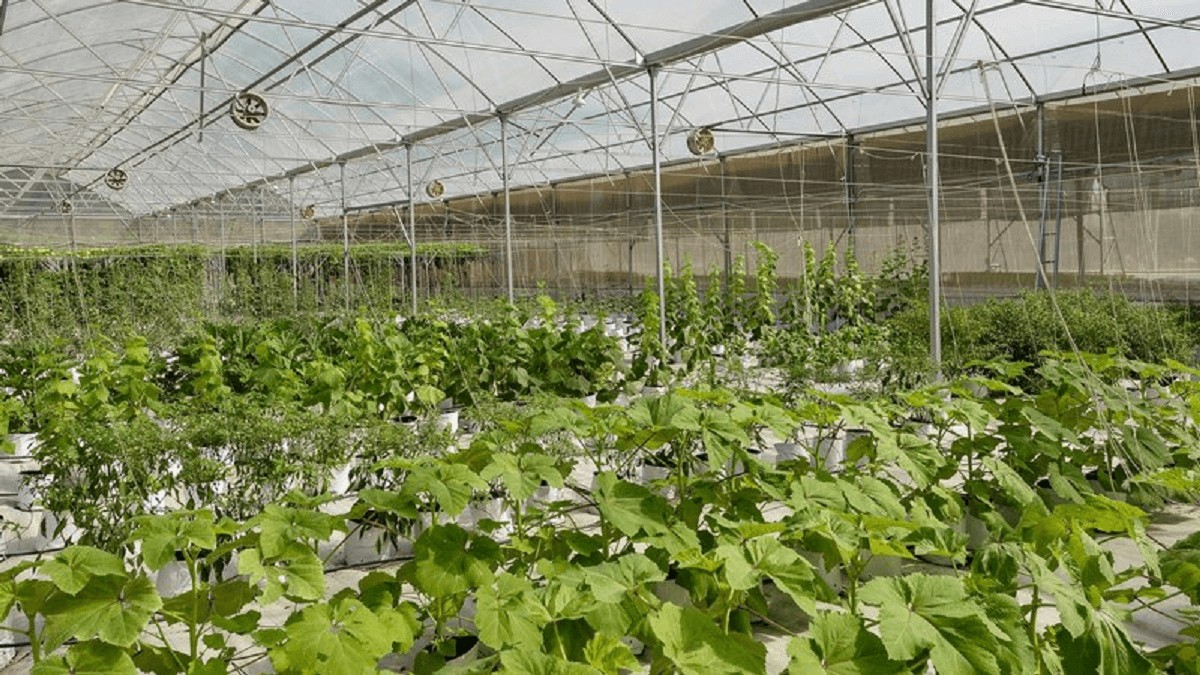 LAN RỪNG PHƯỚC HẢI